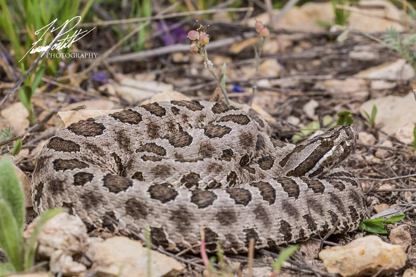 Western Massasauga Rattlesnake Western massasauga rattlesnake